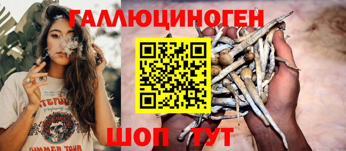 Галлюциногенные грибы Psilocybe Белорецк